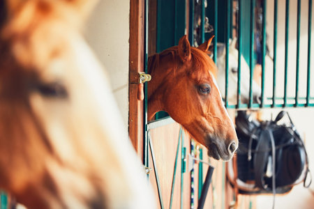 Horses are looking from the window of the contemporary stable.
