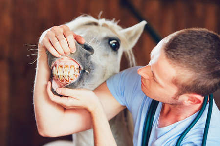 Veterinary medicine at farm. Veterinarian examining teeth of the horse in the stable.  の写真素材