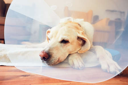 Old dog after surgery. Labrador retriever wearing medical protective collar is lying at home.の写真素材