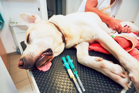 Old labrador retriever in veterinary clinic. Ill dog lying on the examination table.の写真素材