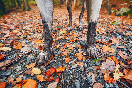 Muddy dog in autumn nature. Dirty paws of the labrador retriever on the footpath in the forest. - selective focusの写真素材