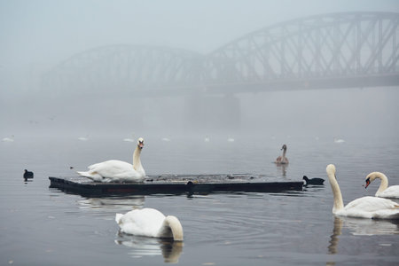 Swan on the river against old iron bridge in mysterious fog. Autumn morning in the city. Prague, Czech Republicの写真素材