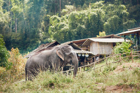 Asian elephant near small village in Chiang Mai Province, Thailand.の写真素材