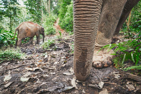 Two Asian elephants in tropical rainforest in Chiang Mai Province, Thailand.の写真素材