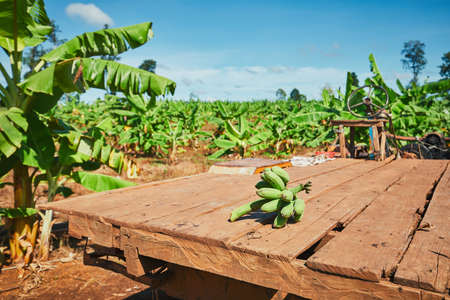 Bananas on the old truck in plantation. Rural scene in Cambodia.の写真素材