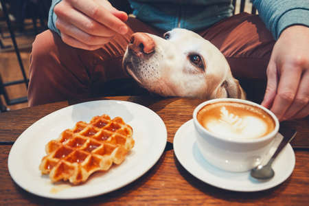 Young man with labrador retriever in the cafe. Curious dog under the table with sweet waffles and coffee. の写真素材