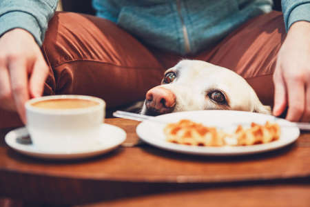 Young man with labrador retriever in the cafe. Curious dog looking on the table with sweet waffles of the his owner. の写真素材
