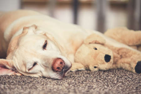 Cozy afternoon at home. Dog resting on the carpet. Yellow labrador retriever lying with his plush toy. の写真素材