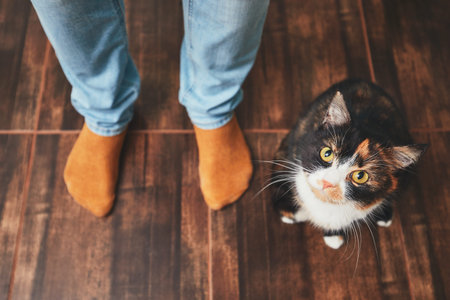 Domestic life with pet. Playful cat and his owner (young man) at home.  の写真素材