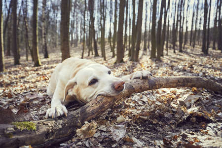 Playful dog in forest. Labrador retriever biting large stick.の写真素材