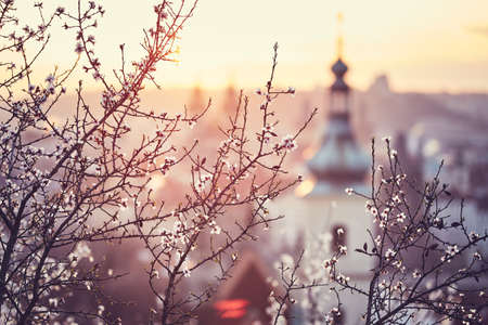 Spring in the city. Blooming trees against old town. Beautiful sunrise in Prague, Czech Republicの写真素材