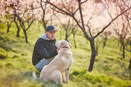 Morning in spring nature. Man with his dog (labrador retriever) between blooming trees. の写真素材