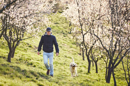 Morning in spring nature. Man with his dog (labrador retriever) walking between blooming trees. の写真素材