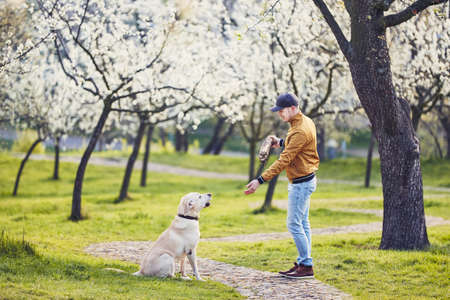 Morning in spring public park . Man playing with his dog (labrador retriever) between blooming trees. Prague, Czech Republicの写真素材