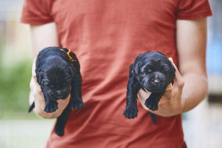 Newborns of dog. Man carrying two puppies of purebred Giant Schnauzer. の写真素材
