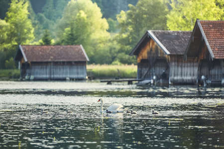 Mother swan with newborn cygnets on Lake Kochelsee against boathouses - Bavaria, Germanyの写真素材