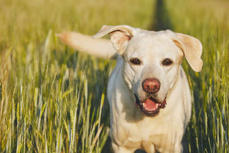 Happy dog in countryside. Labrador retriever walking on the path in field.の写真素材