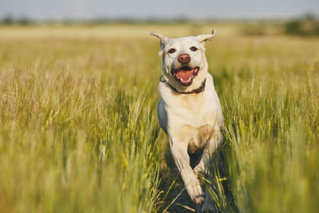 Happy dog in countryside. Labrador retriever running on the path in field.の写真素材