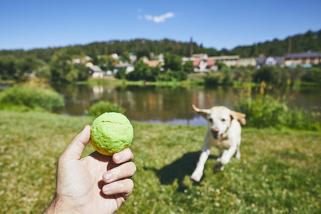 Summer time with dog in countryside. Hand holding ball against happy labrador retriever running for tennis ball.の写真素材