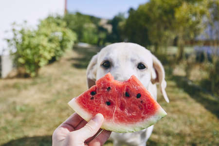 Summer refreshment on the backyard. Close-up of hand holding watermelon against curious dog (labrador retriever).の写真素材