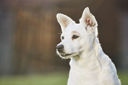 Portrait of old loyal dog on back yard. Selective focus with copy space.の写真素材