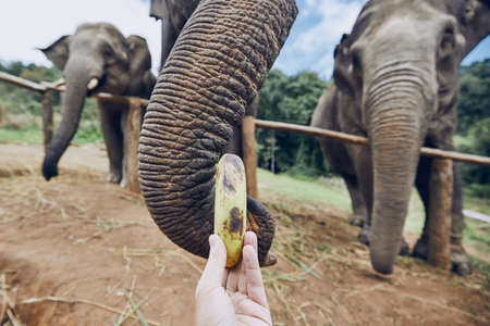 Hand with banana feeding to elephant. Chiang Mai Province, Thailand.の写真素材