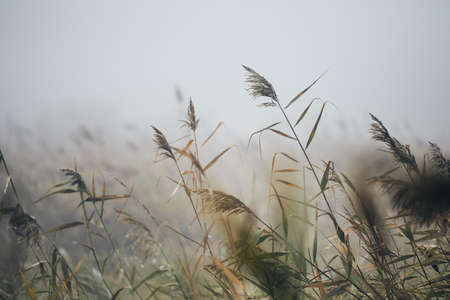 Close-up of reeds in gloomy autumn morning in nature.の写真素材