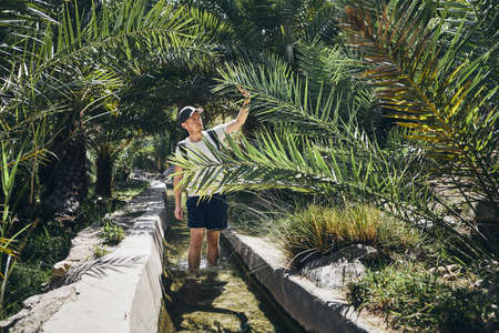 Young tourist is walking through water canal between palm trees. Wadi Bani Khalid, Sultanate of Oman.の写真素材
