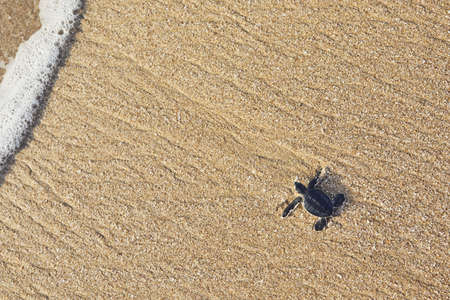 Freshly hatched turtle on the way across beach into sea. Ras Al Jinz, Sultanate of Oman.の写真素材