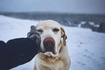 Friendship between pet owner and his dog. Hand in knitted glove stroking labrador retriver in winter landscape.の写真素材