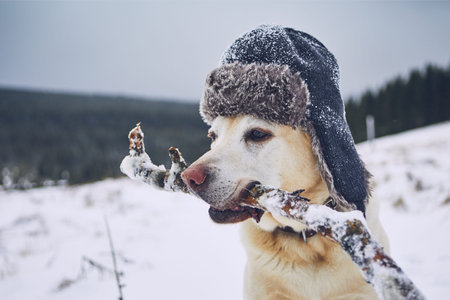 Funny portrait of dog in winter landscape. Labrador retriever with cap on his head.の写真素材