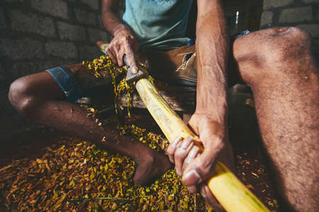 Hands of the man preparing cinnamon sticks. Manual worker in Sri Lanka.の写真素材