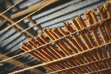 Drying of the cinnamon sticks in small workshop in Sri Lankaの写真素材