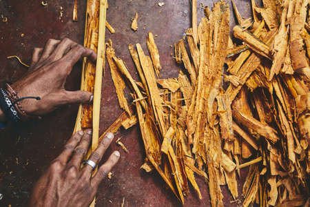 Hands of the man preparing cinnamon sticks. Manual worker in Sri Lanka.の写真素材