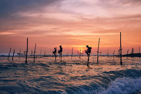 Silhouettes of the traditional fishermen. Traditional stilt fishing near Galle in Sri Lanka.の写真素材