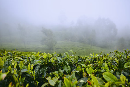 Tea plantations in clouds. Agriculture landscape near Haputale in Sri Lanka.の写真素材