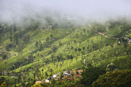 Tea plantations in clouds. Agriculture landscape near Haputale in Sri Lanka.の写真素材