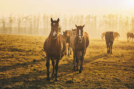 Herd of horses on field against landscape at golden sunset, Czech Republicの写真素材