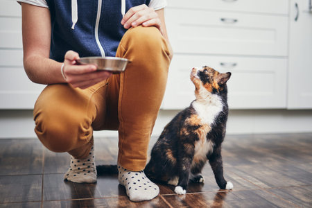 Domestic life with pet. Man holding bowl with feeding for his hungry cat.の写真素材