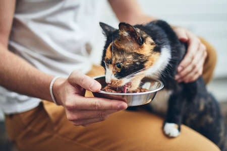 Domestic life with pet. Man holding bowl with feeding for his hungry cat.の写真素材