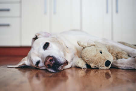 Old dog in home kitchen. Labrador retriver resting with his plush toy.の写真素材