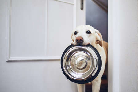Hungry dog with sad eyes is waiting for feeding. Adorable yellow labrador retriever is holding dog bowl in his mouth.の写真素材