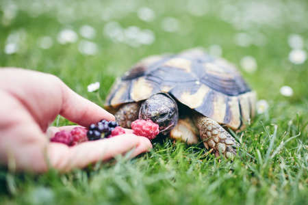 Raspberry and blackberry for home turtle. Close-up view of hand with fruit for domestic pet in grass on back yard.の写真素材