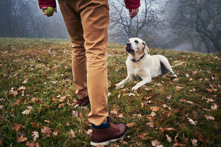 Dog and man on walk in autumn nature. Obedient labrador retriever looking up to his owner.の写真素材