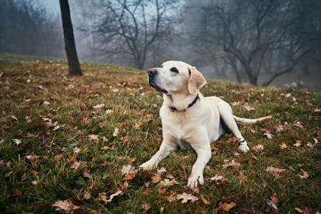 Cute dog in autumn nature. Old labrador retriever meadow against dorest in fog.の写真素材