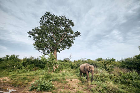 Elephant in green landscape. Wildlife in Sri Lanka.の写真素材