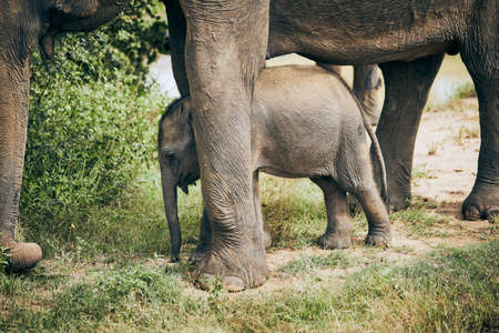 Elephant mother with baby. Wildlife animals in Sri Lanka.の写真素材