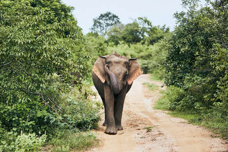 Elephant walking on dirty road. Wildlife animal in Sri Lanka.の写真素材