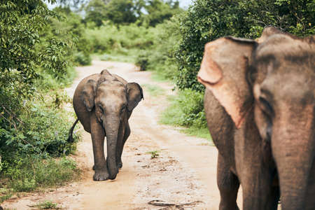 Elephants walking on dirty road. Wildlife animals in Sri Lanka.の写真素材
