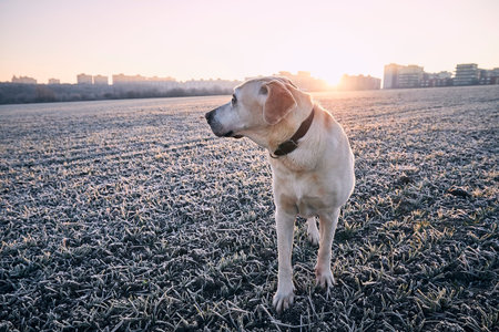 Dog walking on field during frosty morning. Labrador retriever against cityscape at sunrise. Prague, Czech Republicの写真素材